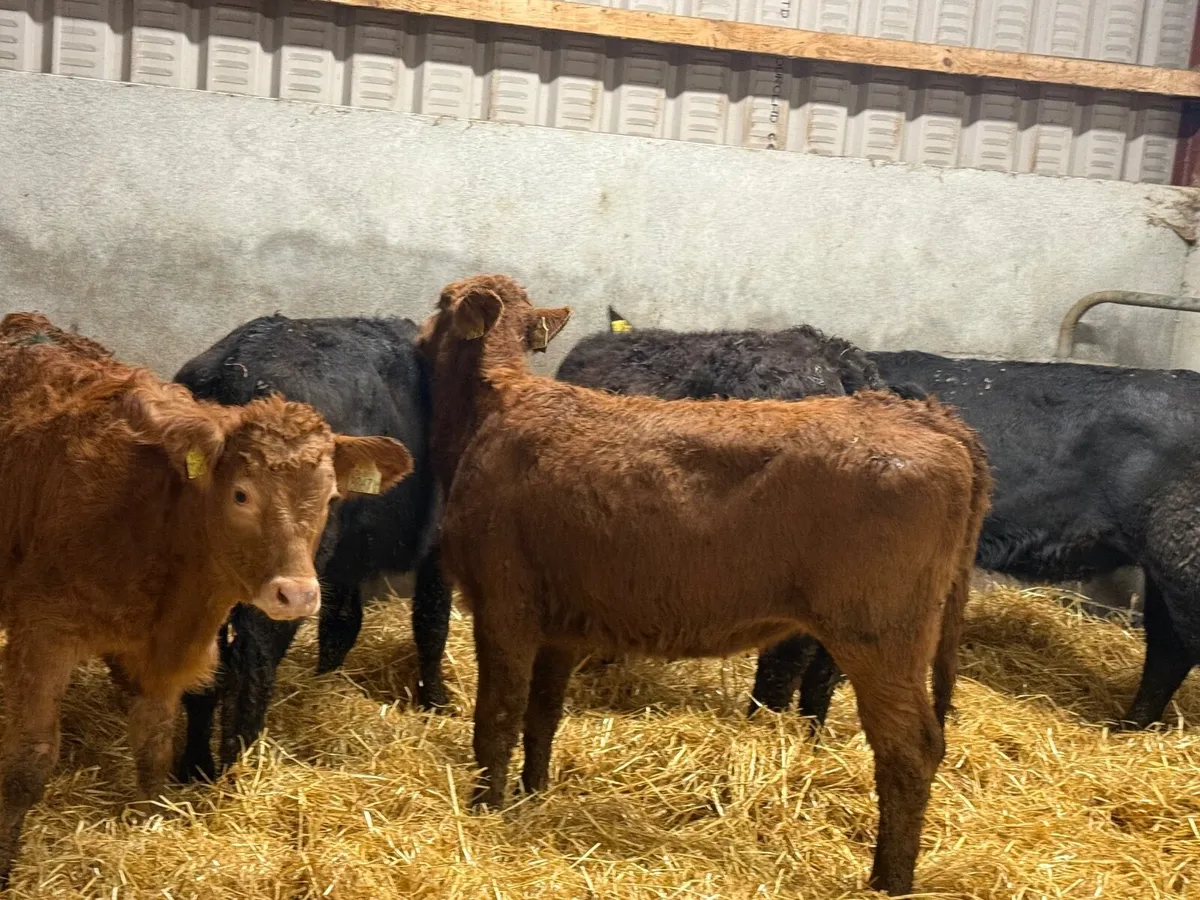 5 LIMOUSINE HEIFER WEANLINGS ( 4 & 5 ⭐️) - Image 2
