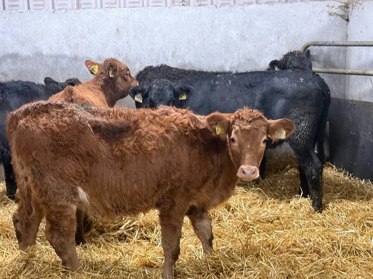 5 LIMOUSINE HEIFER WEANLINGS ( 4 & 5 ⭐️) - Image 4