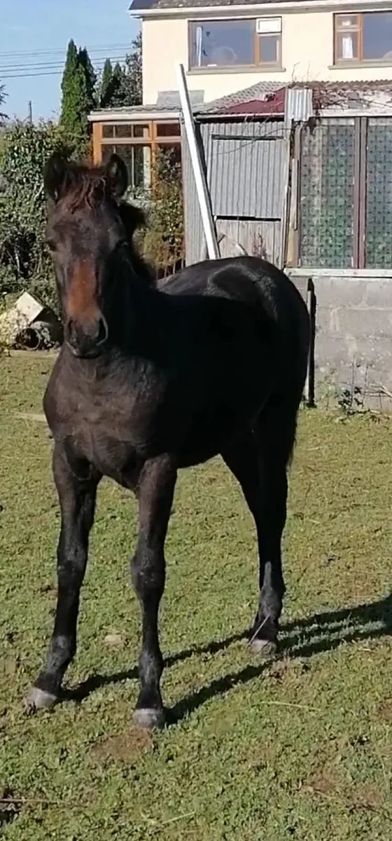Connemara Pony - Image 1
