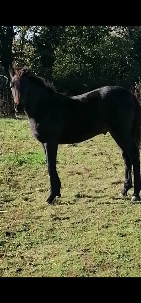 Connemara Pony - Image 3