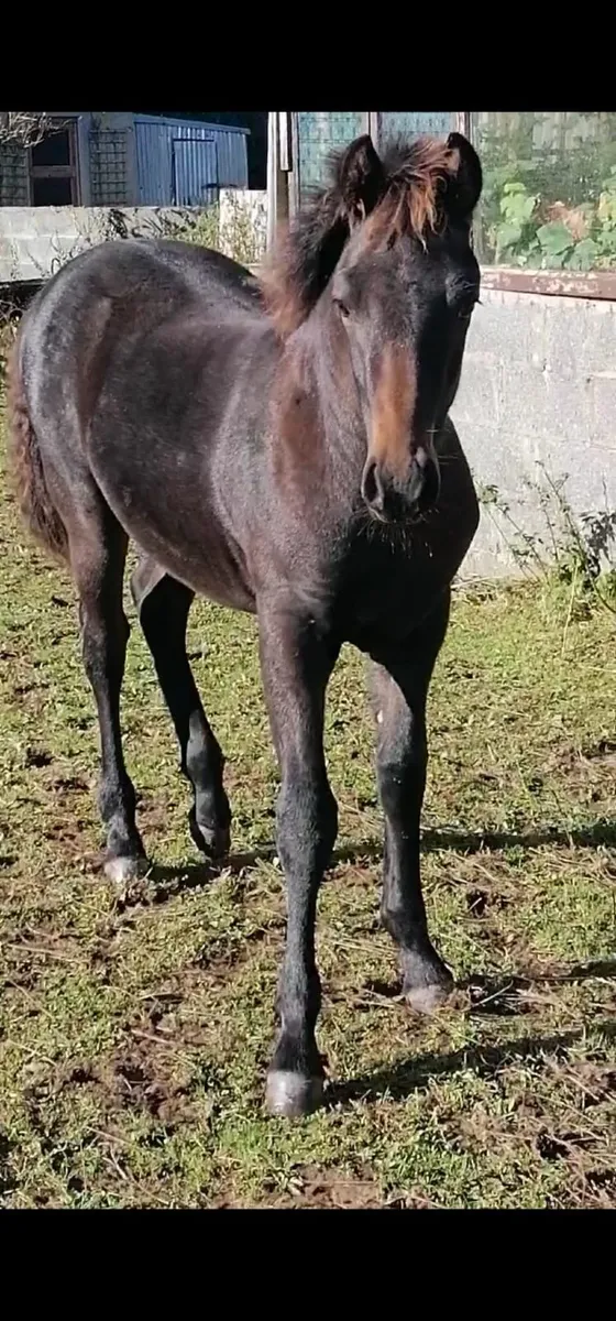 Connemara Pony - Image 2