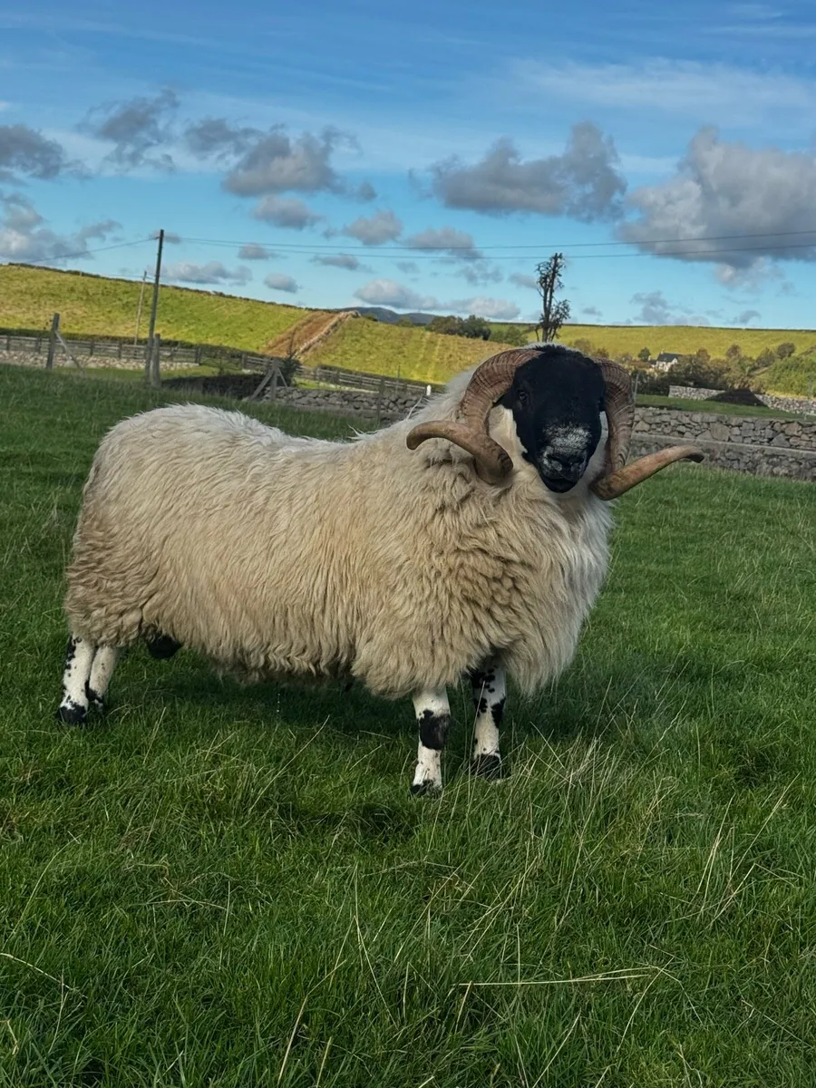 Blackface ram - Image 1