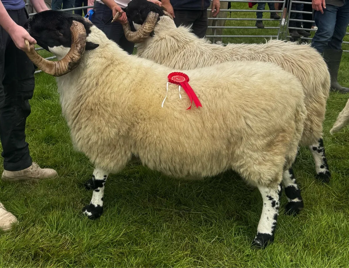 Blackface ram - Image 2