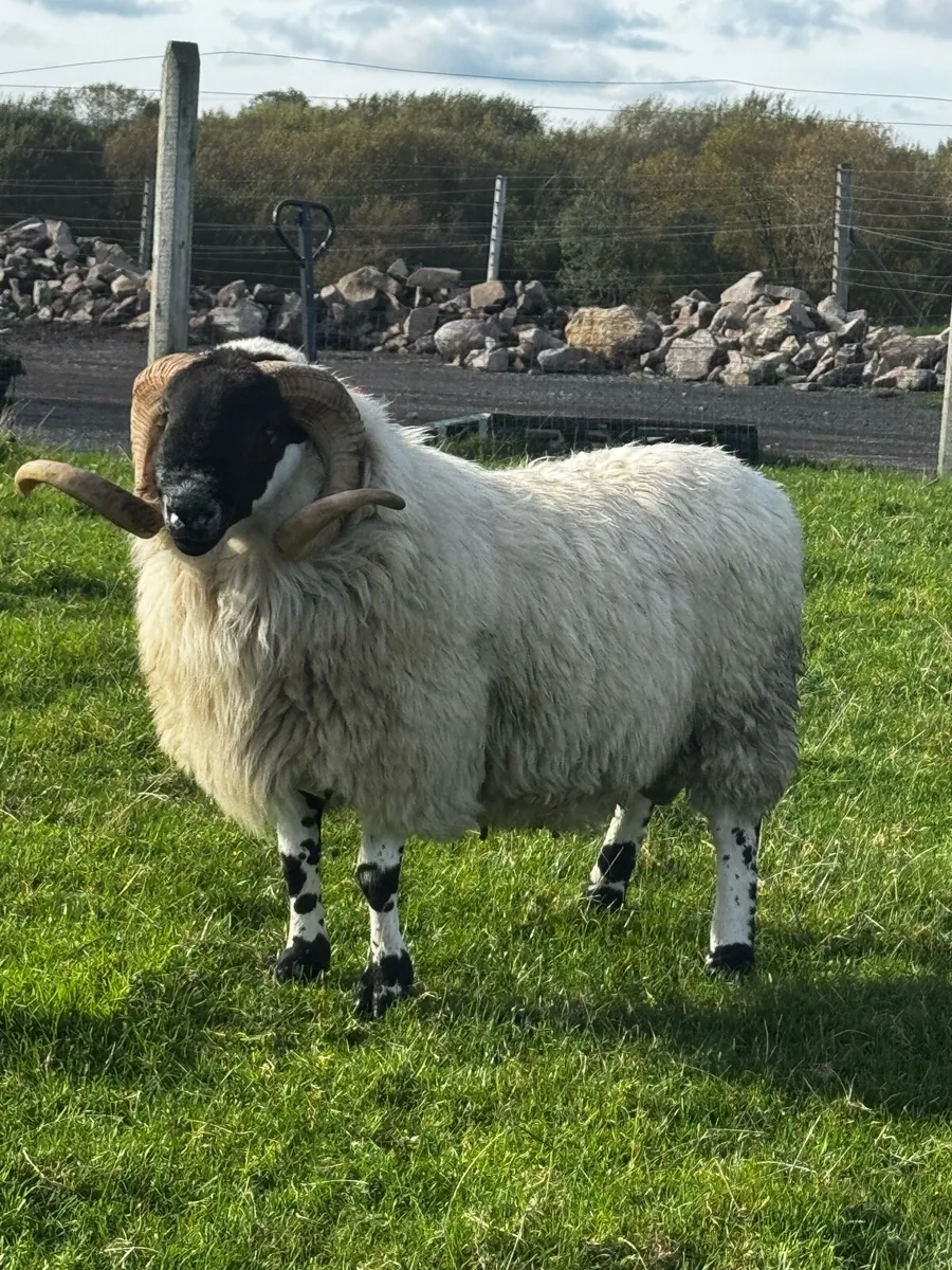 Blackface ram - Image 3