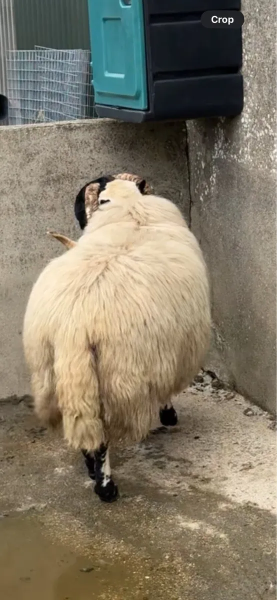 Blackface ram - Image 4