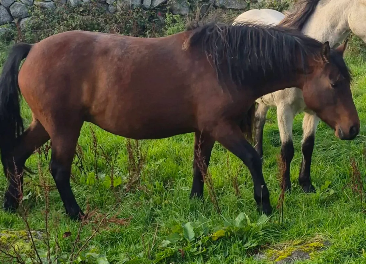 Connemara Pony - Image 3