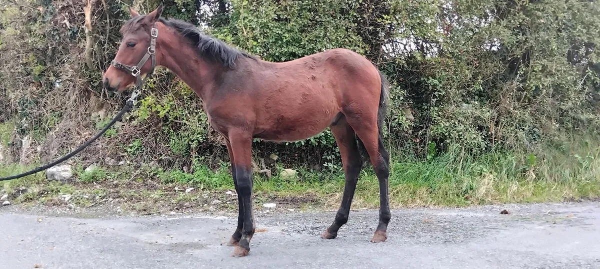 Top class connemara colt foal