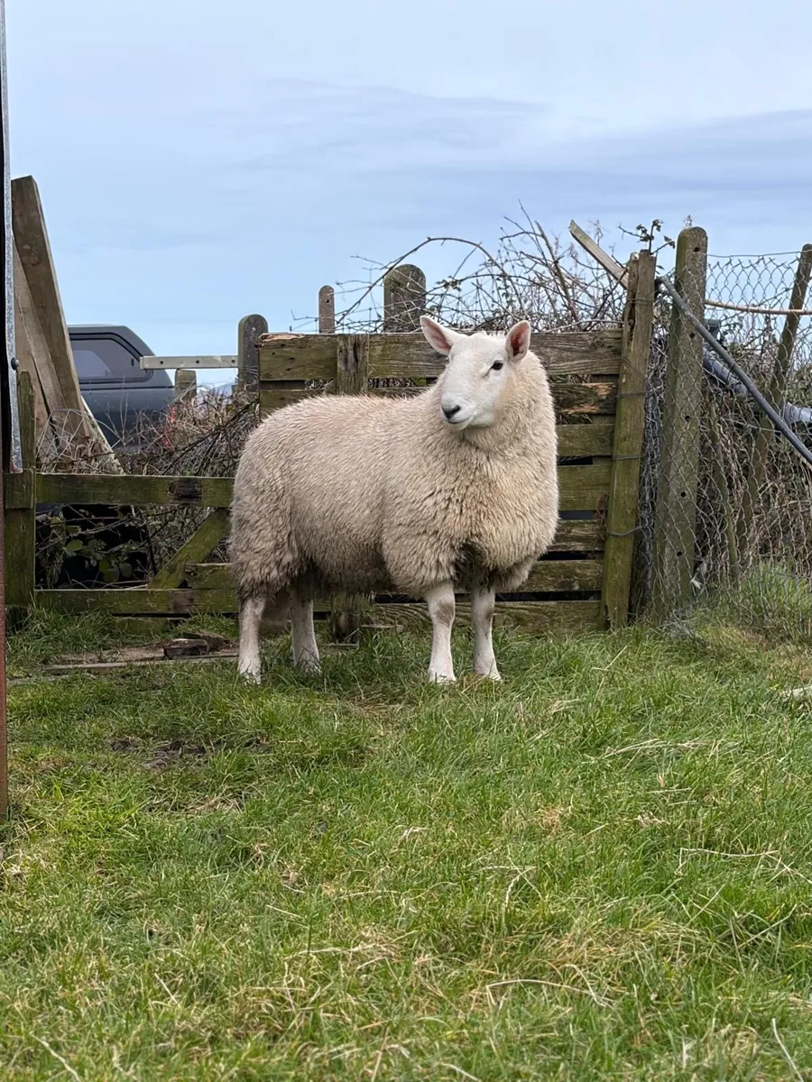 ##PB CHEVIOT RAM LAMBS### - Image 3
