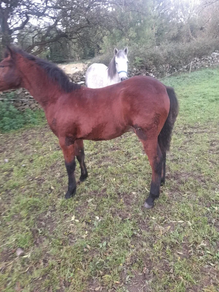 Connemara Pony - Image 2