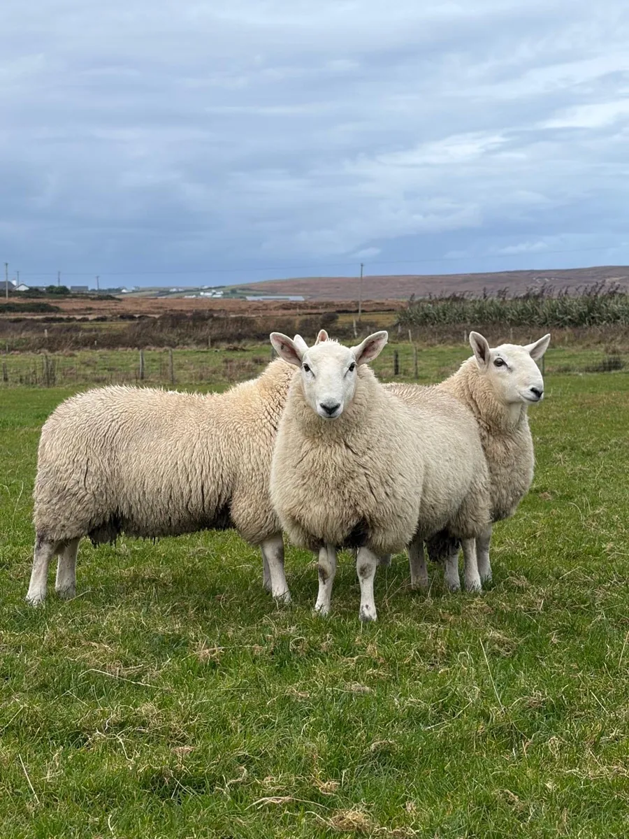 ##PB CHEVIOT RAM LAMBS### - Image 4