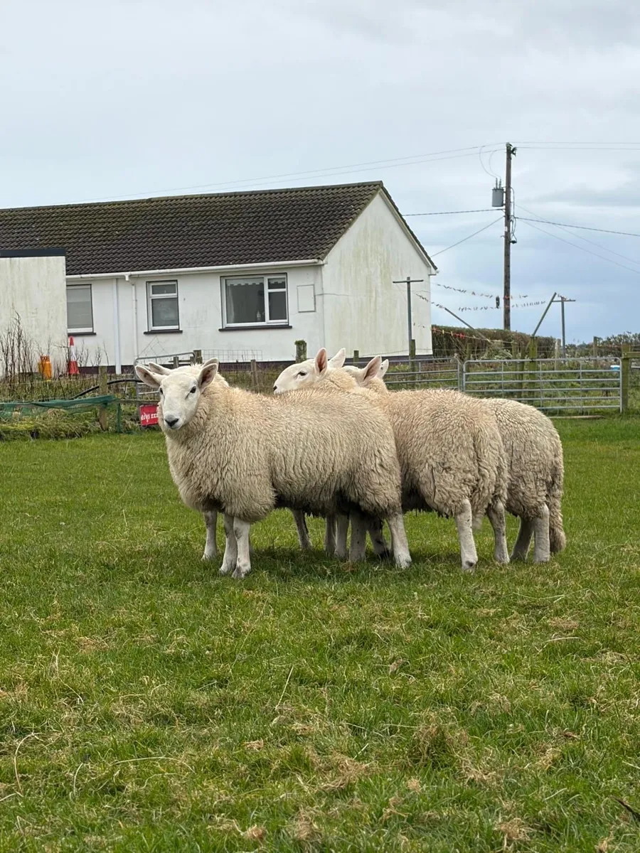 ##PB CHEVIOT RAM LAMBS### - Image 1