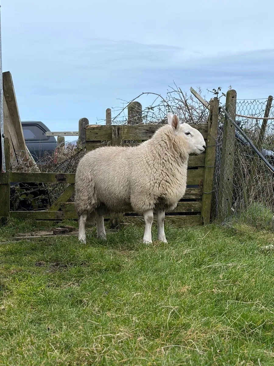 ##PB CHEVIOT RAM LAMBS### - Image 2