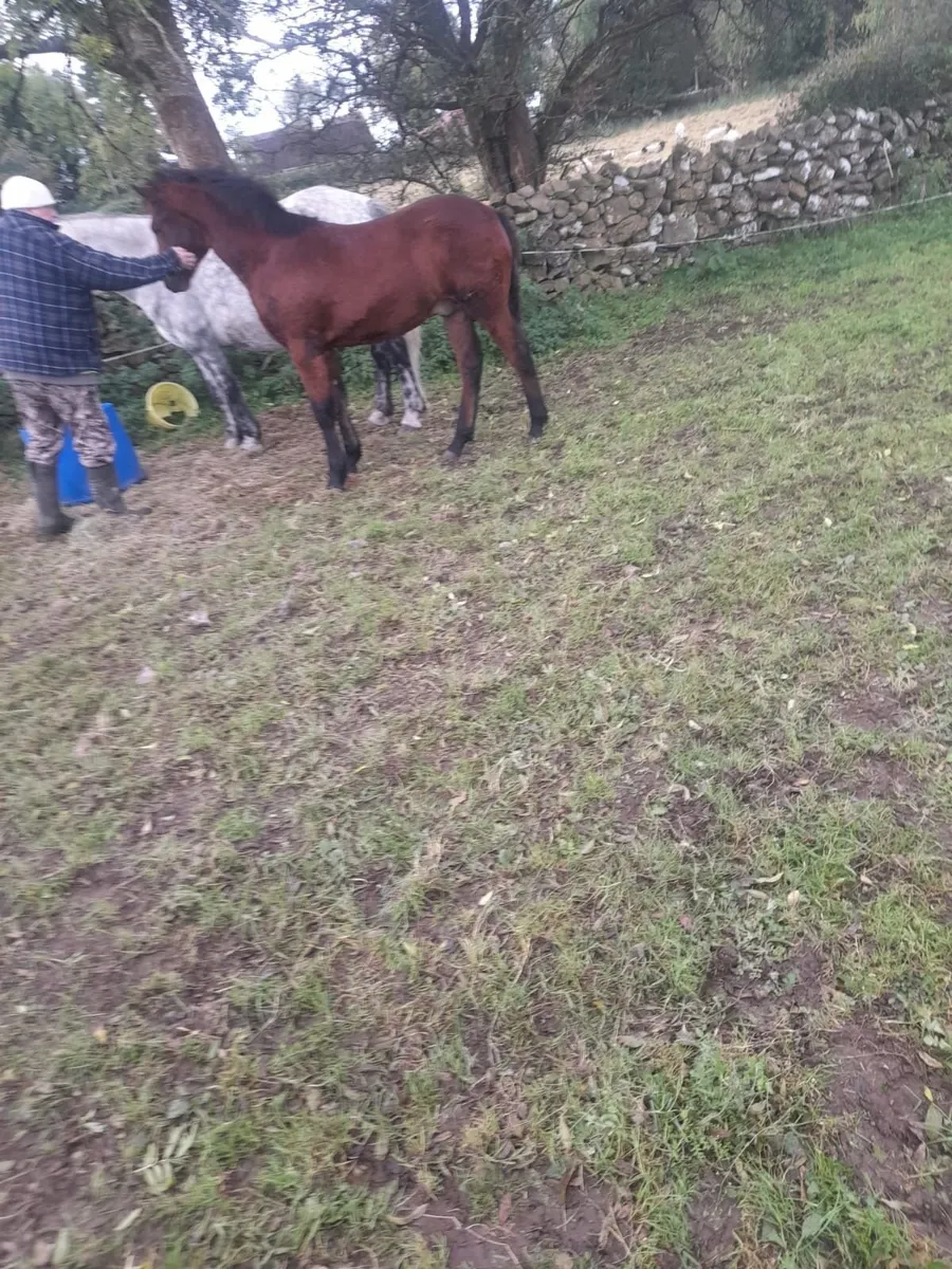 Connemara Pony - Image 3