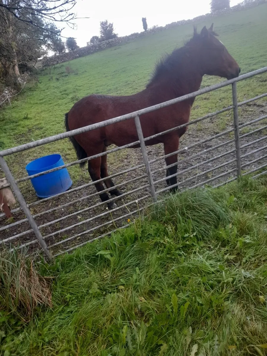 Connemara Pony - Image 4