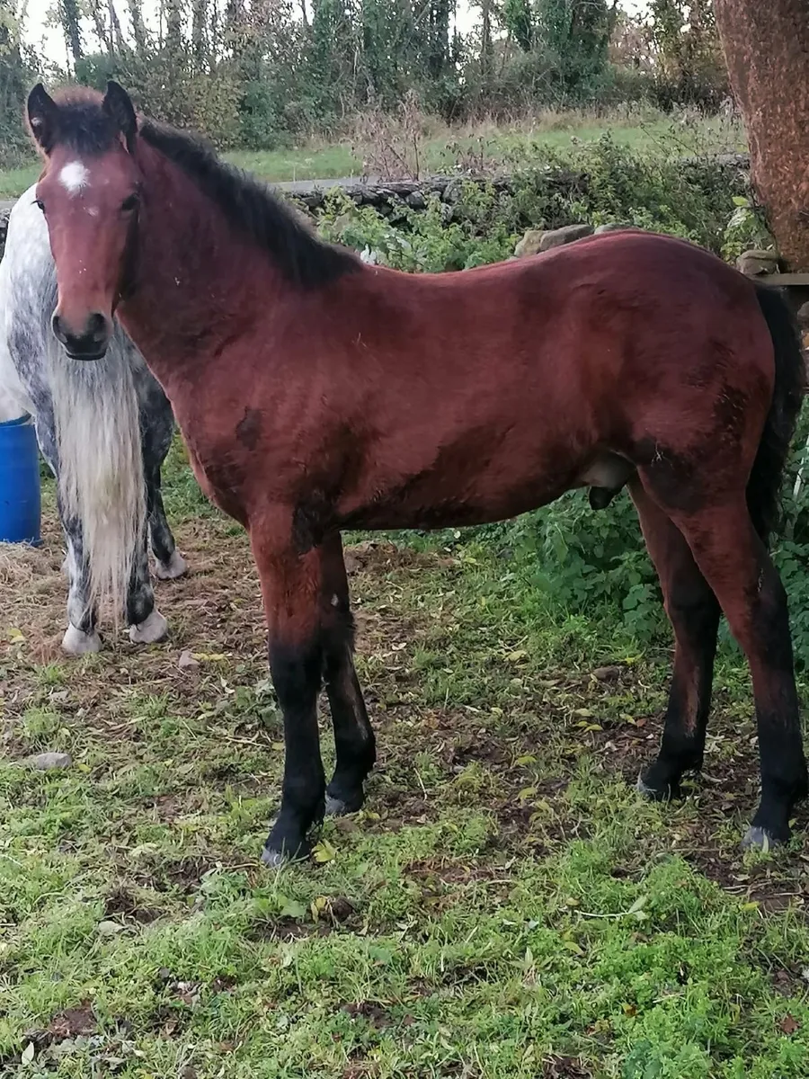 Connemara Pony - Image 1