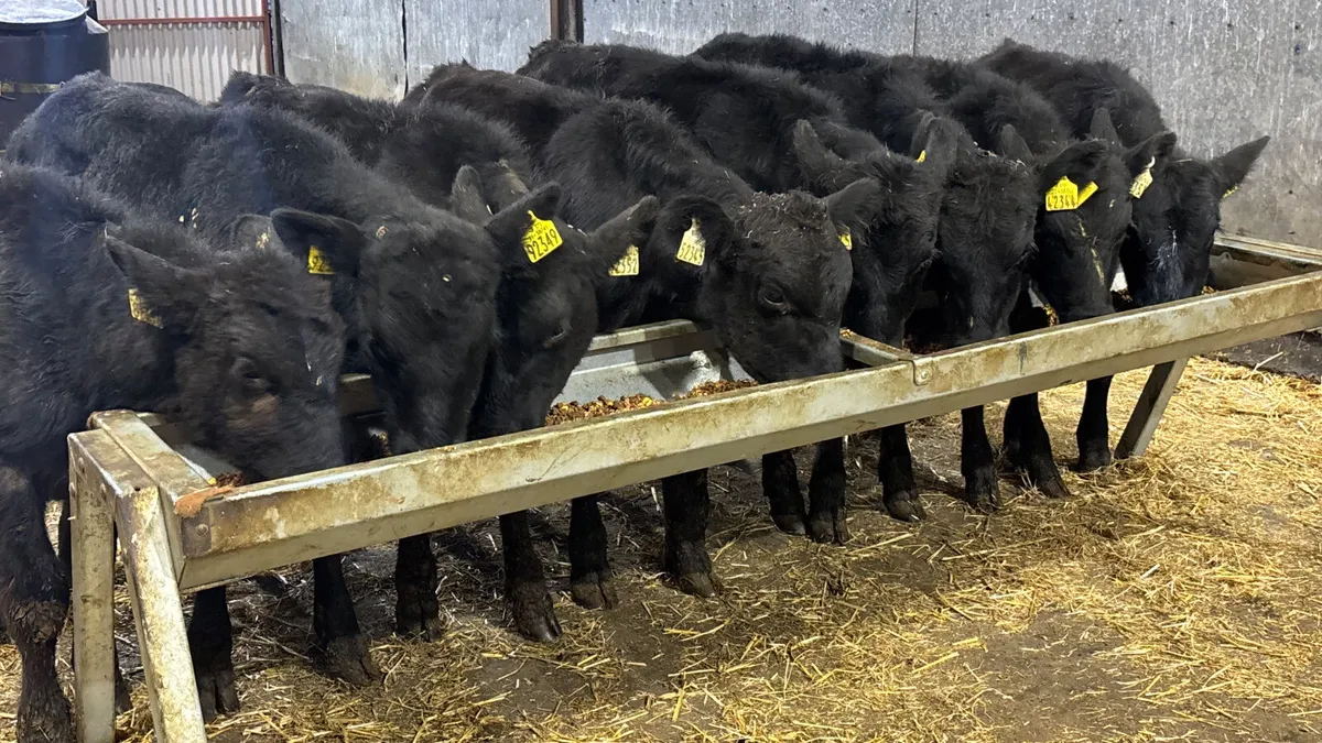 8 Angus Bull Runners - Image 4