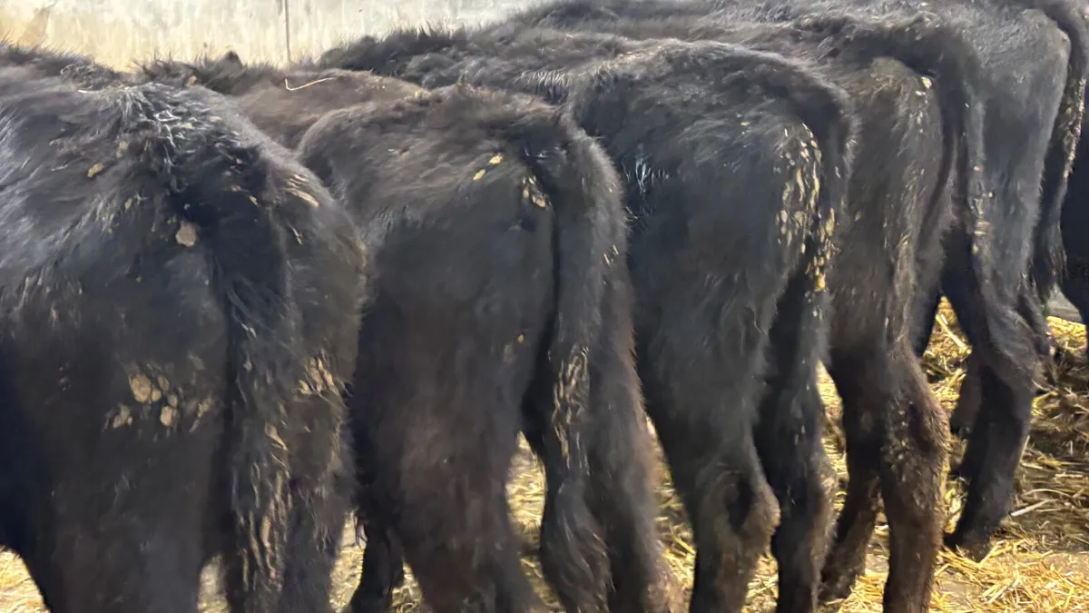 8 Angus Bull Runners - Image 3