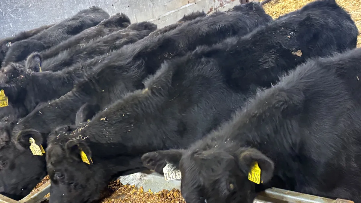 8 Angus Bull Runners - Image 2