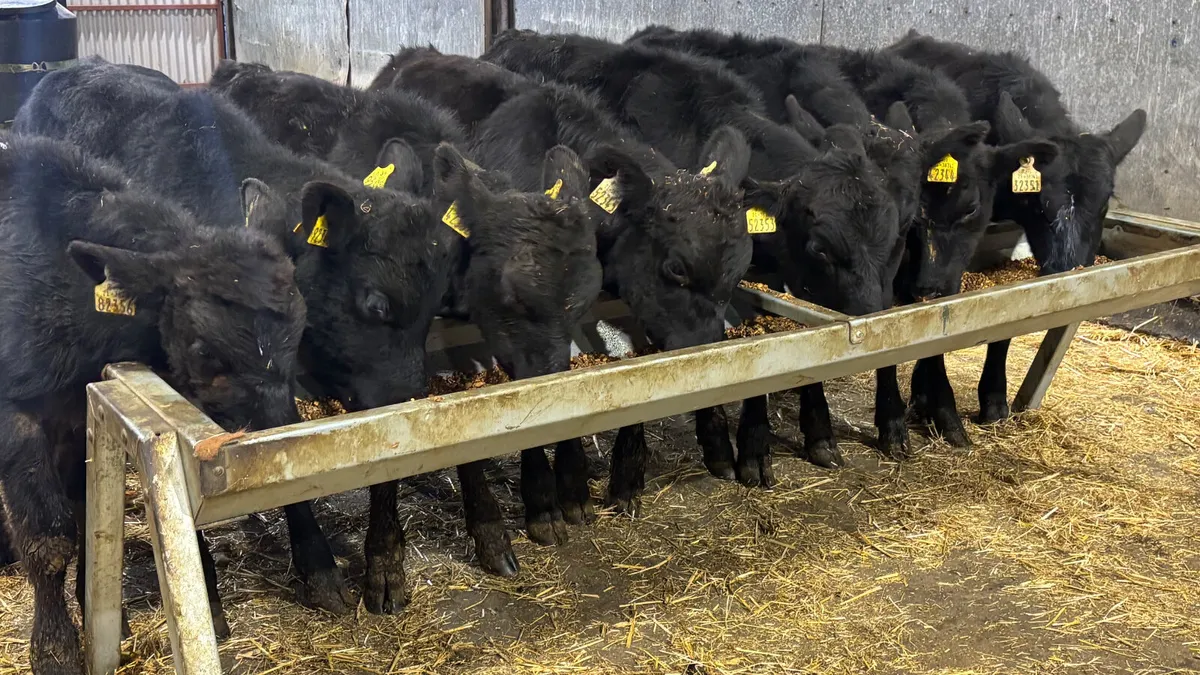 8 Angus Bull Runners - Image 1
