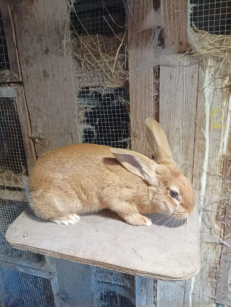 Rabbits - Image 1