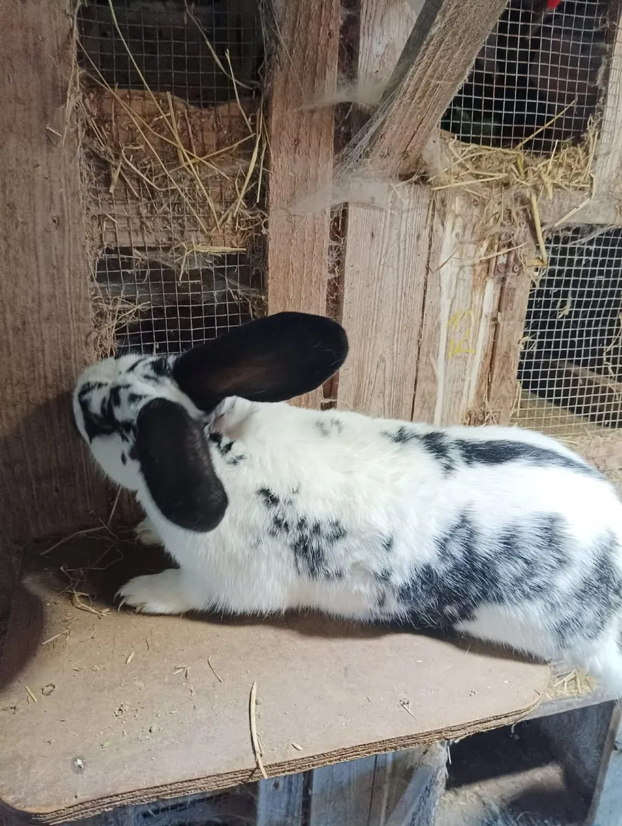 Rabbits - Image 2