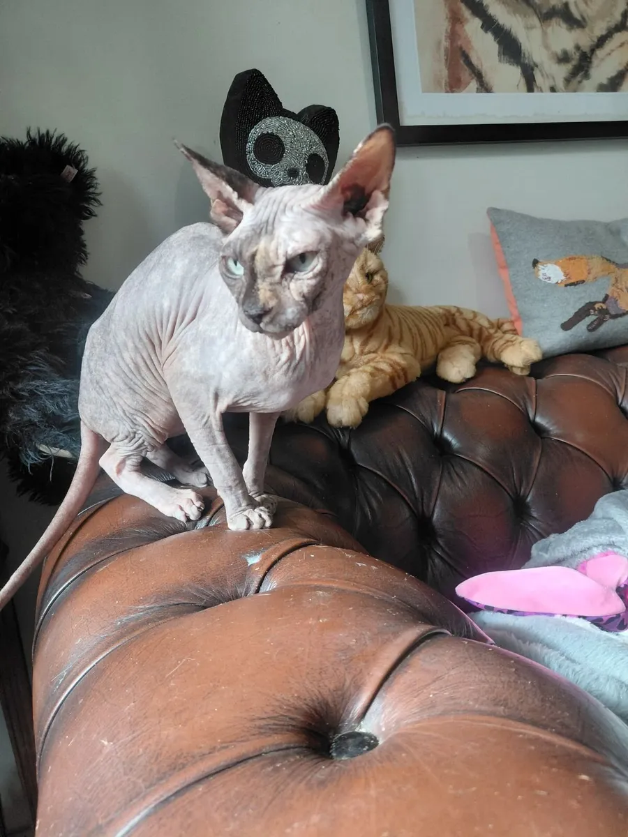 Sphynx cat female - Image 2