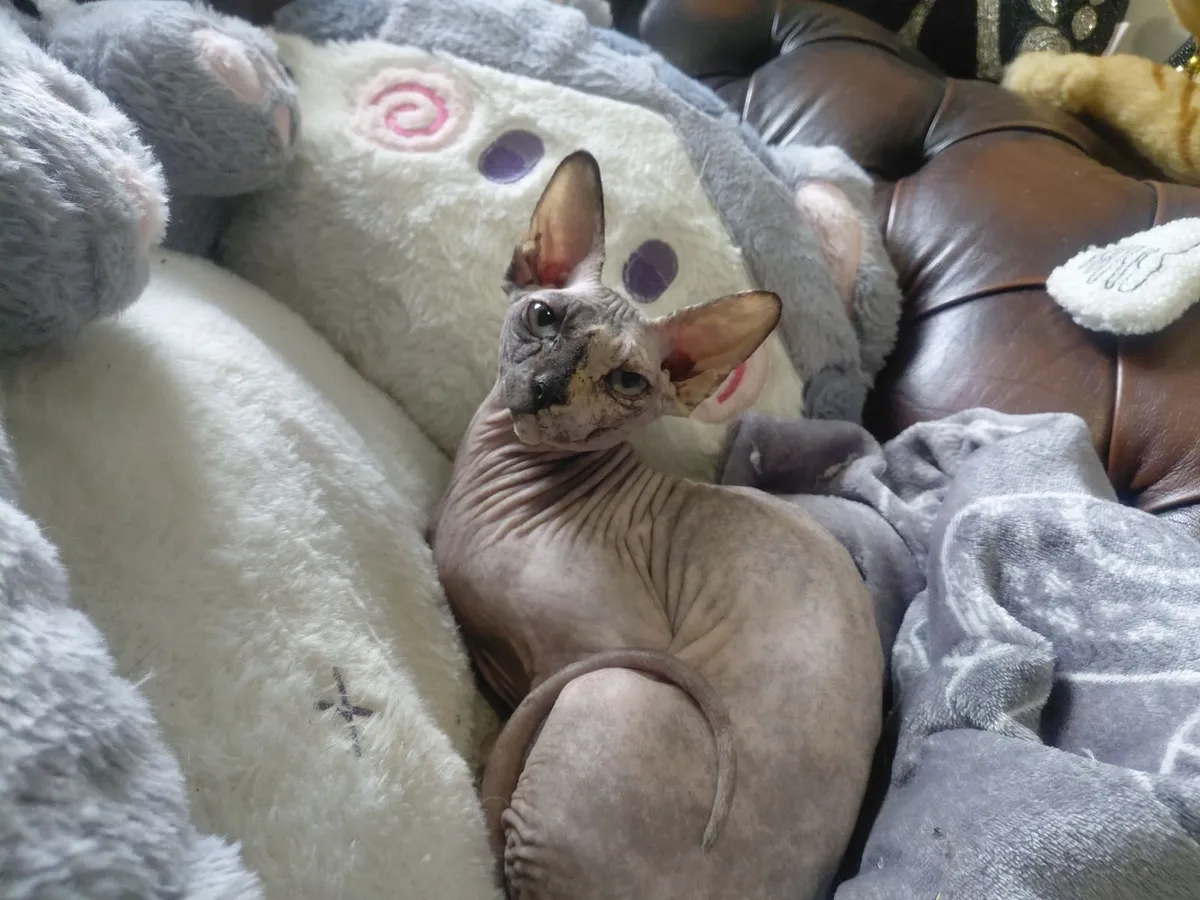 Sphynx cat female - Image 1