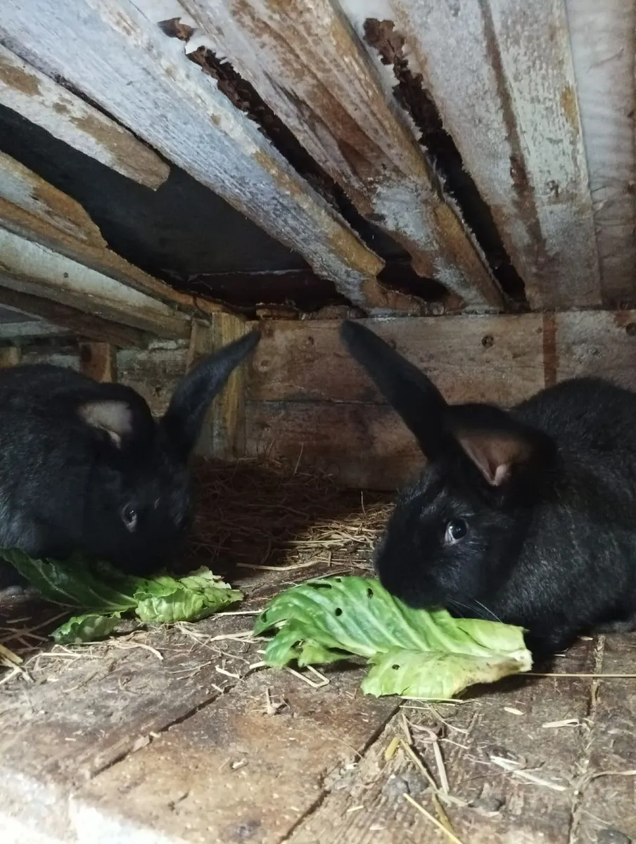 Rabbits - Image 3