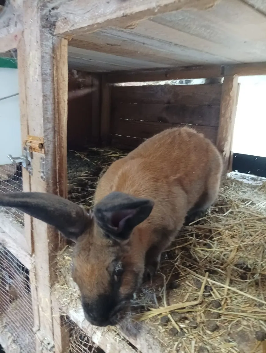Rabbits - Image 4