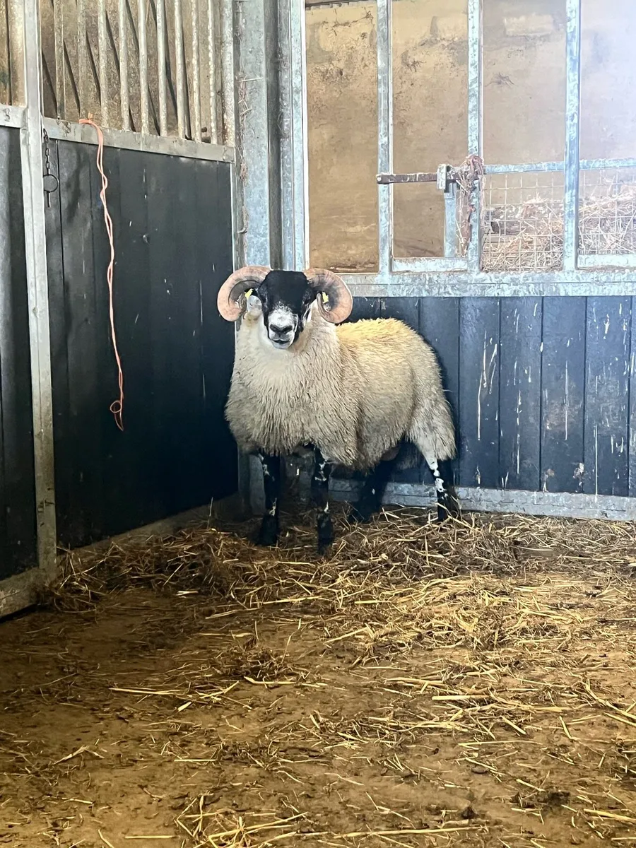 Lanark Ram Lambs - Image 2