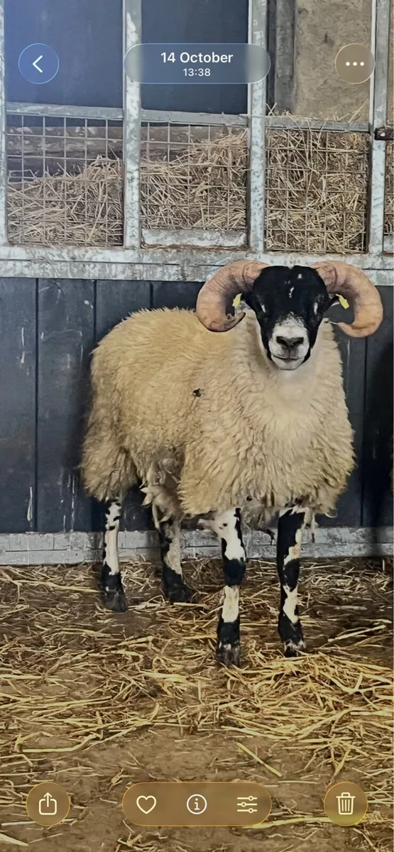 Lanark Ram Lambs - Image 3