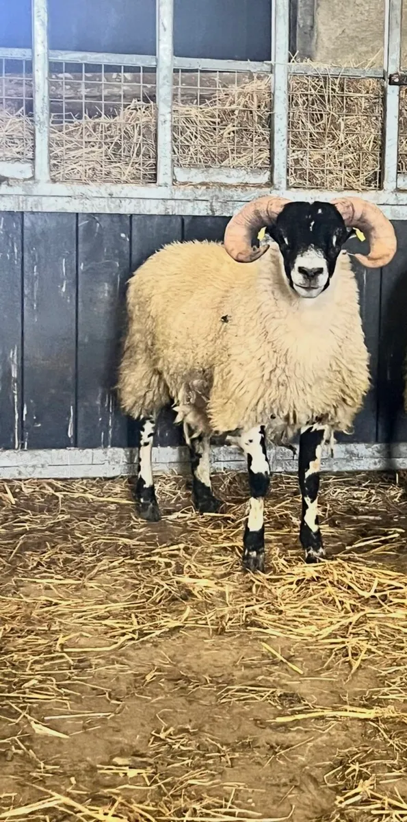 Lanark Ram Lambs - Image 4