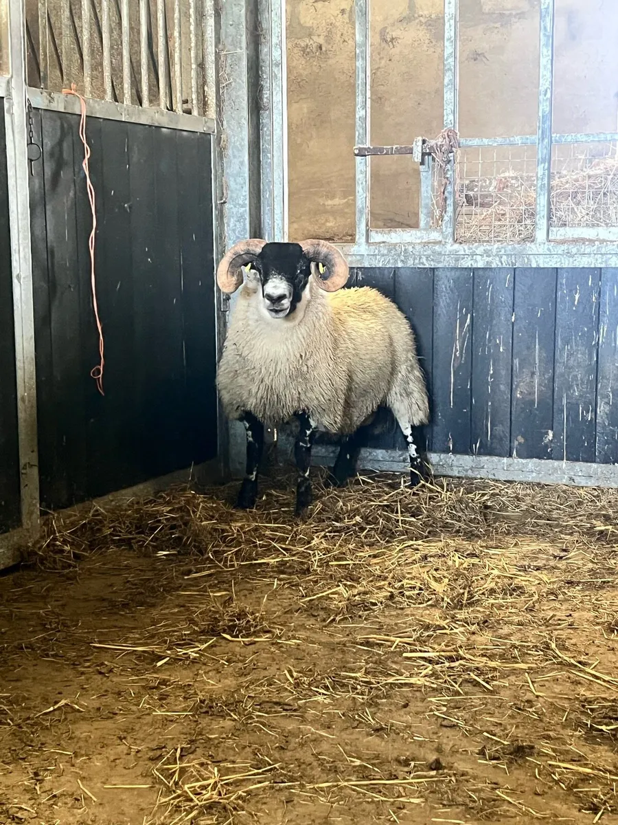 Lanark Ram Lambs - Image 1
