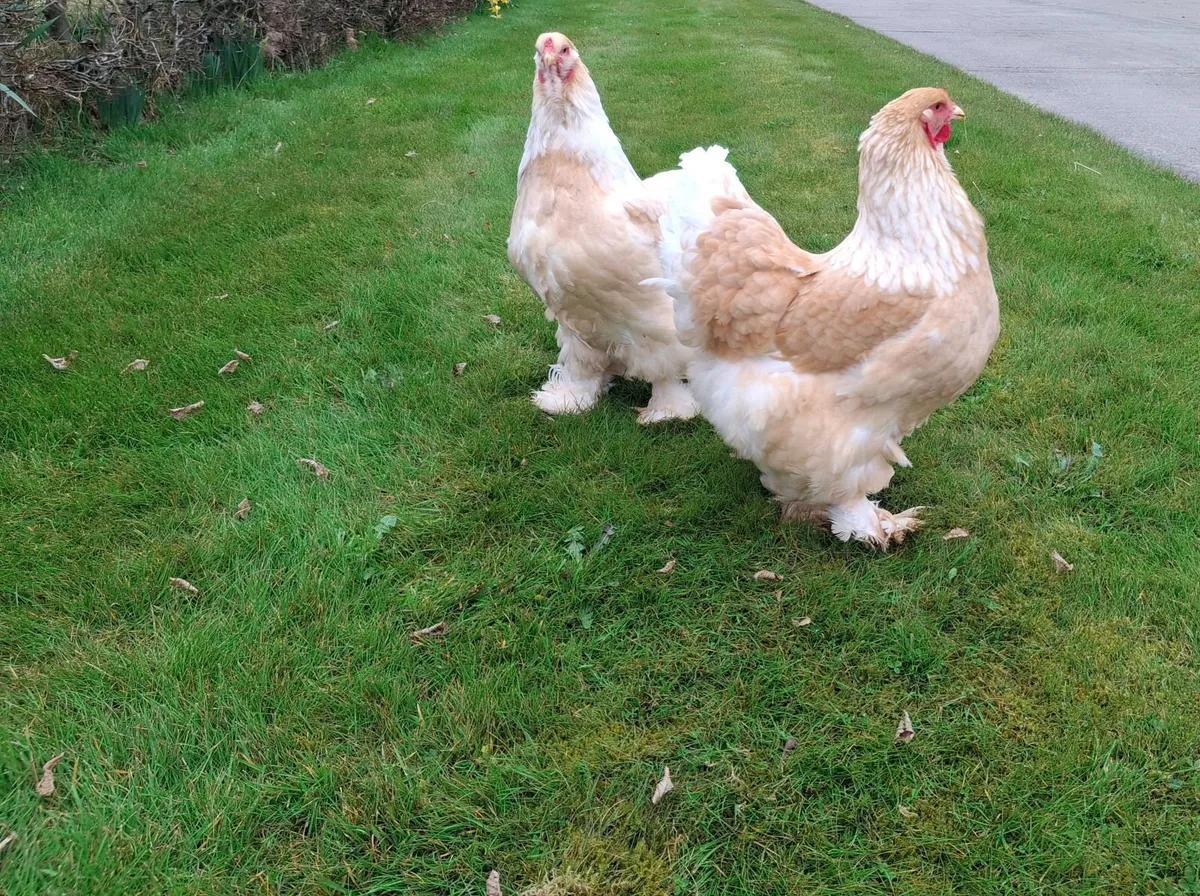 Lemon Pyle Brahma - Image 2