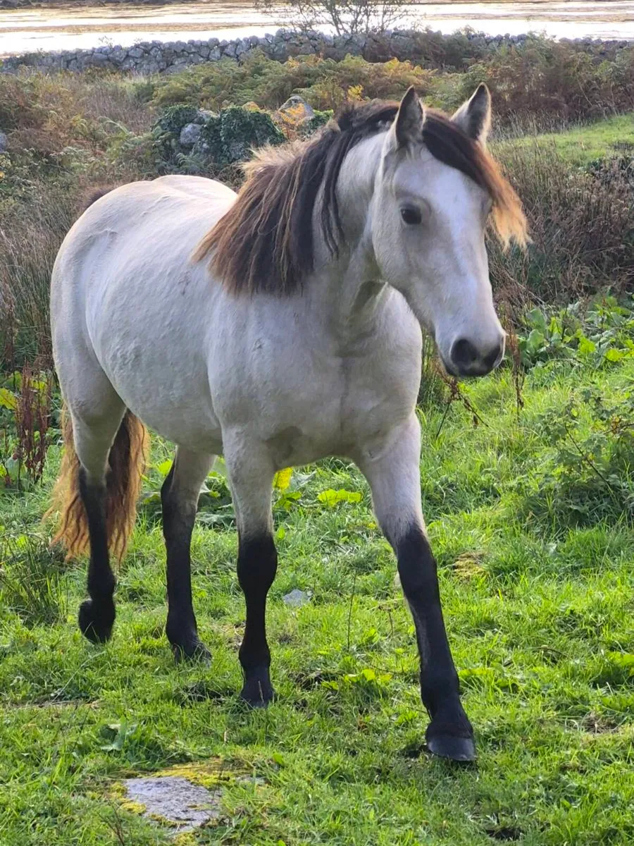 Connemara Pony - Image 1