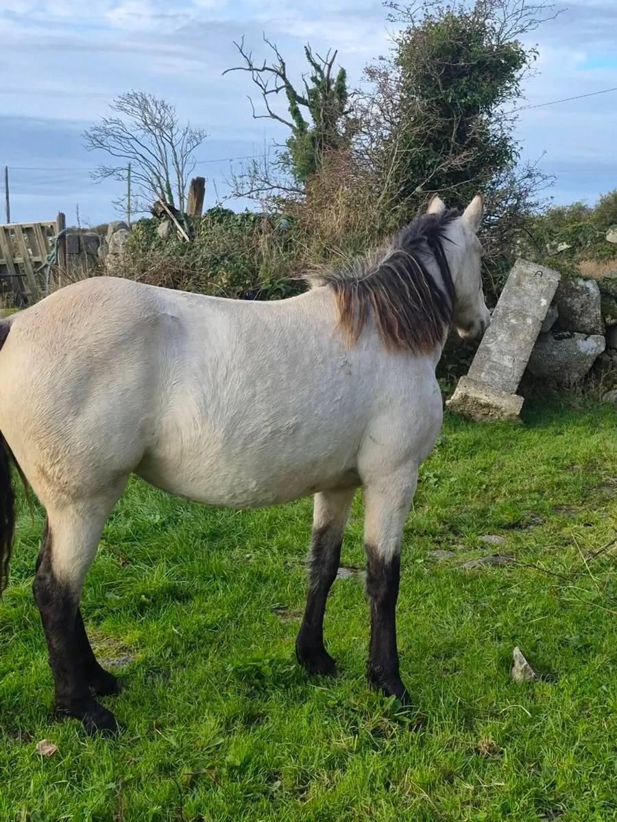 Connemara Pony - Image 2