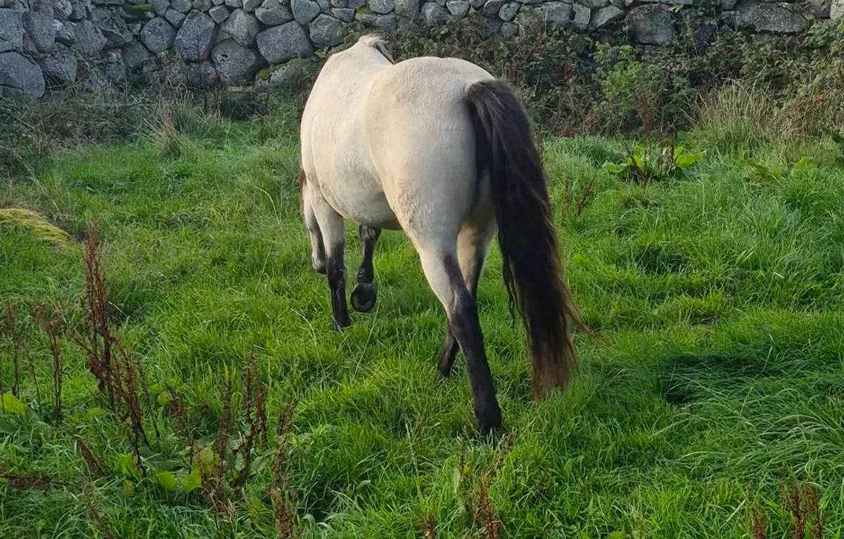Connemara Pony - Image 3