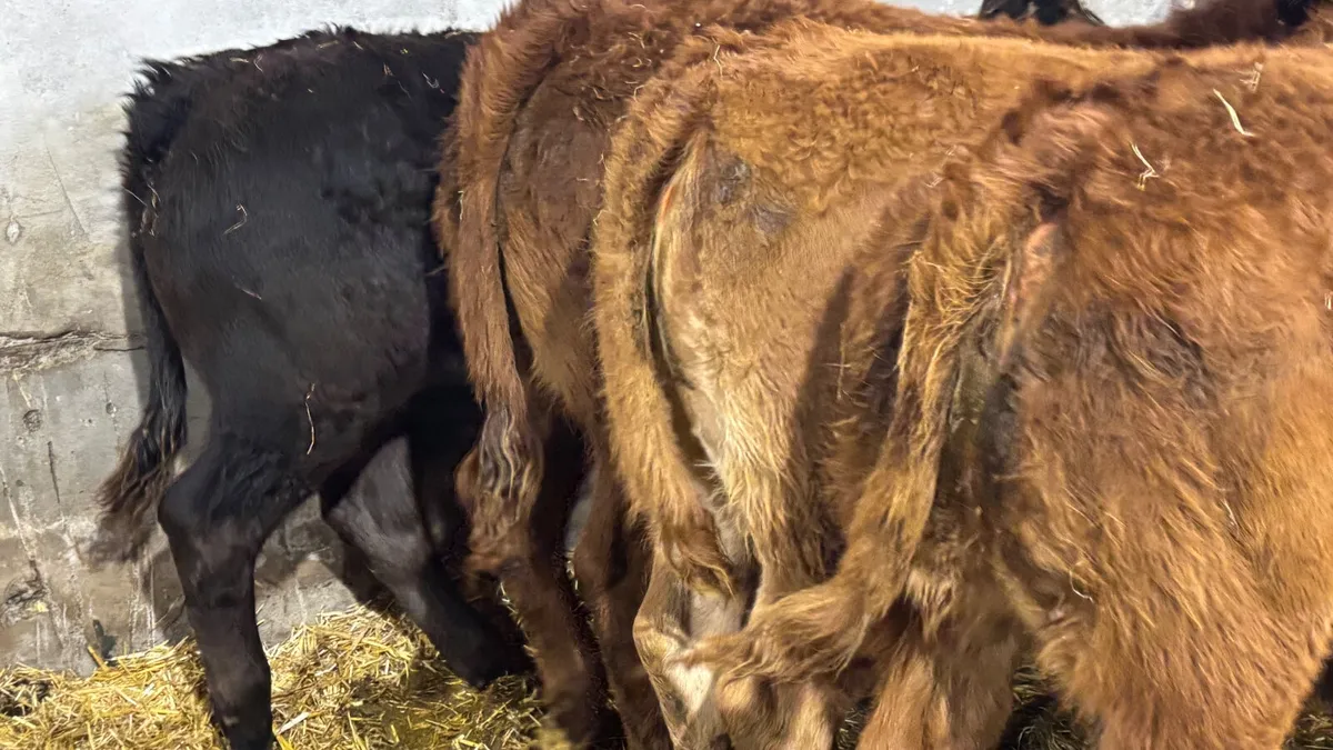 4 Super Limousin Heifer Wealings - Image 2