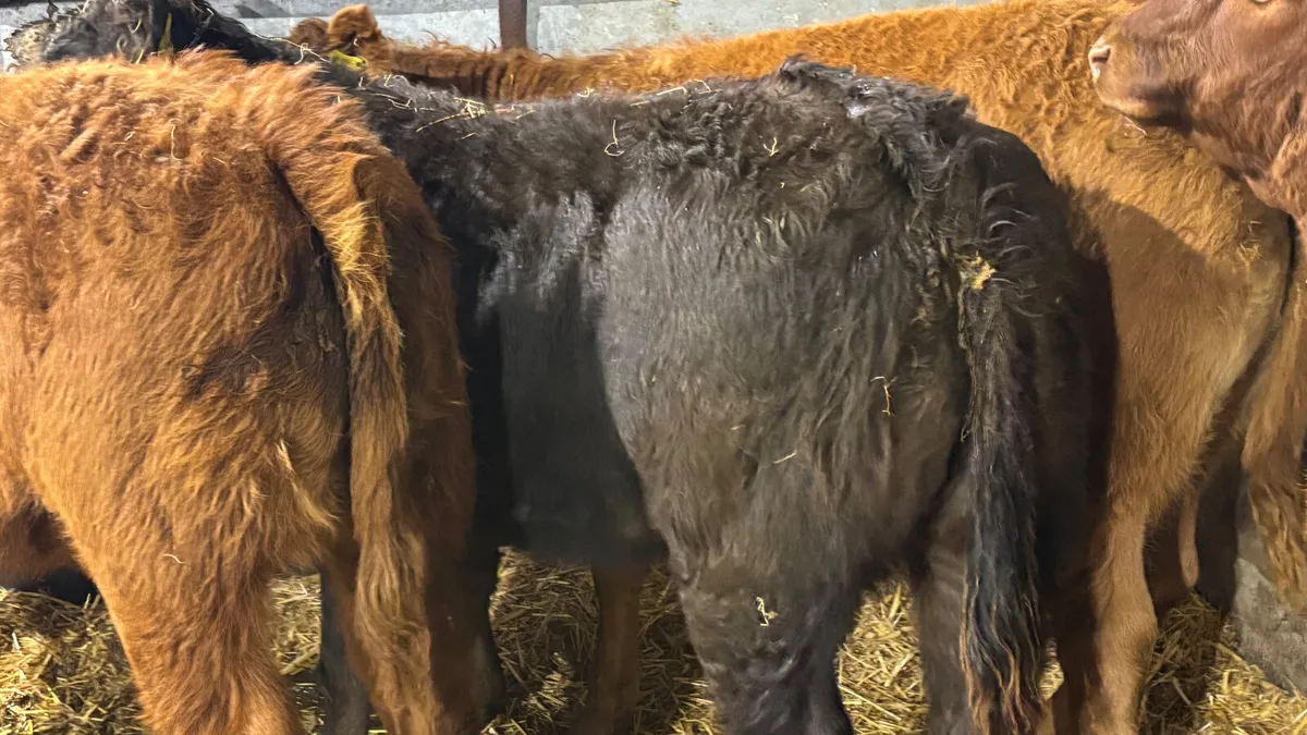 4 Super Limousin Heifer Wealings - Image 4