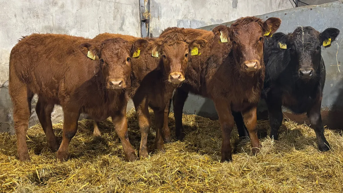 4 Super Limousin Heifer Wealings - Image 1