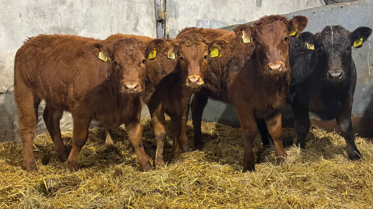 4 Super Limousin Heifer Wealings - Image 3