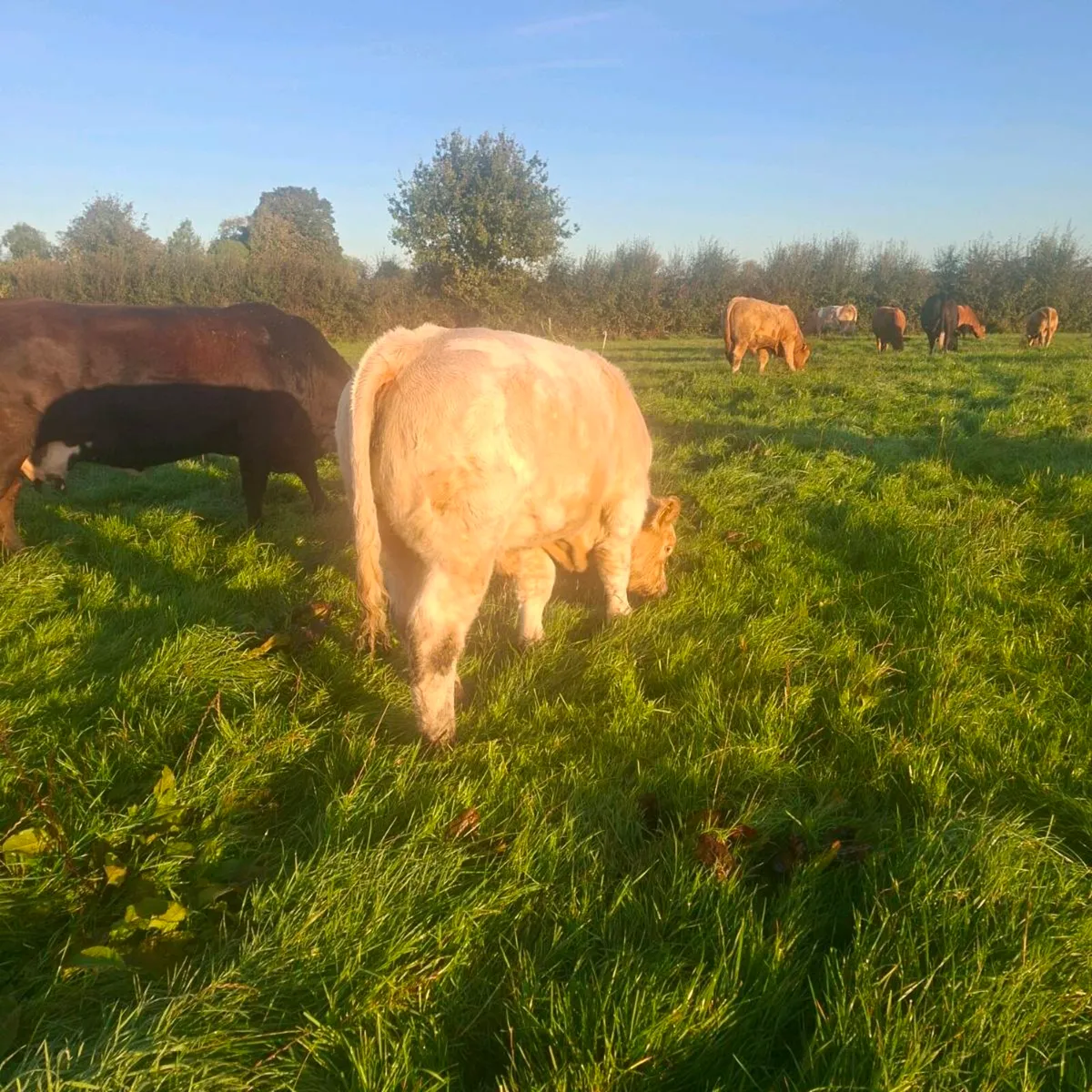 Weanlings - Image 1