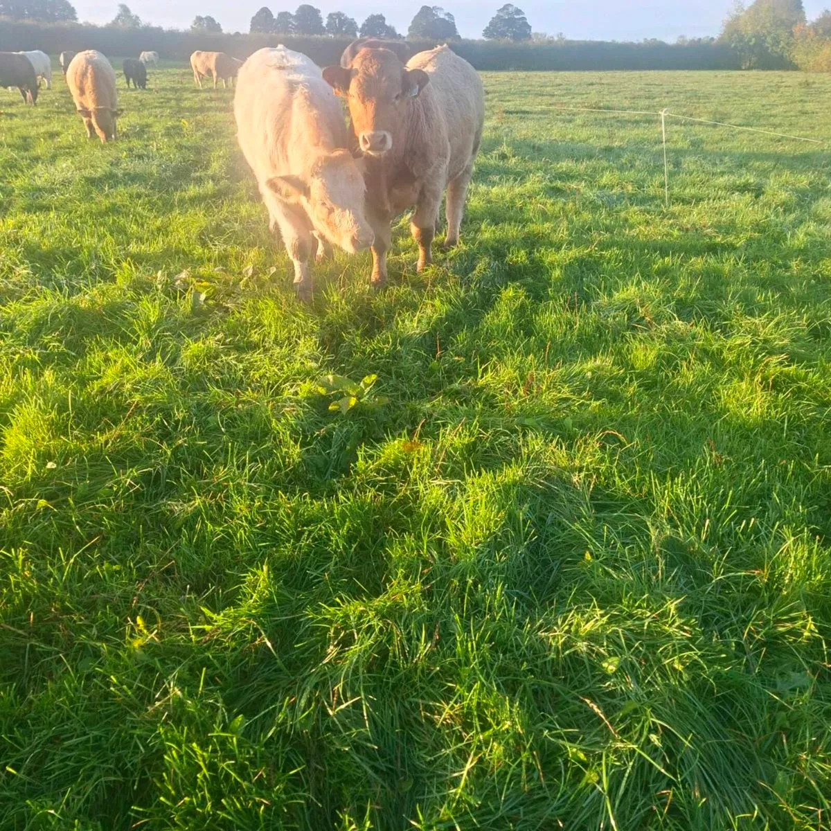 Weanlings - Image 2