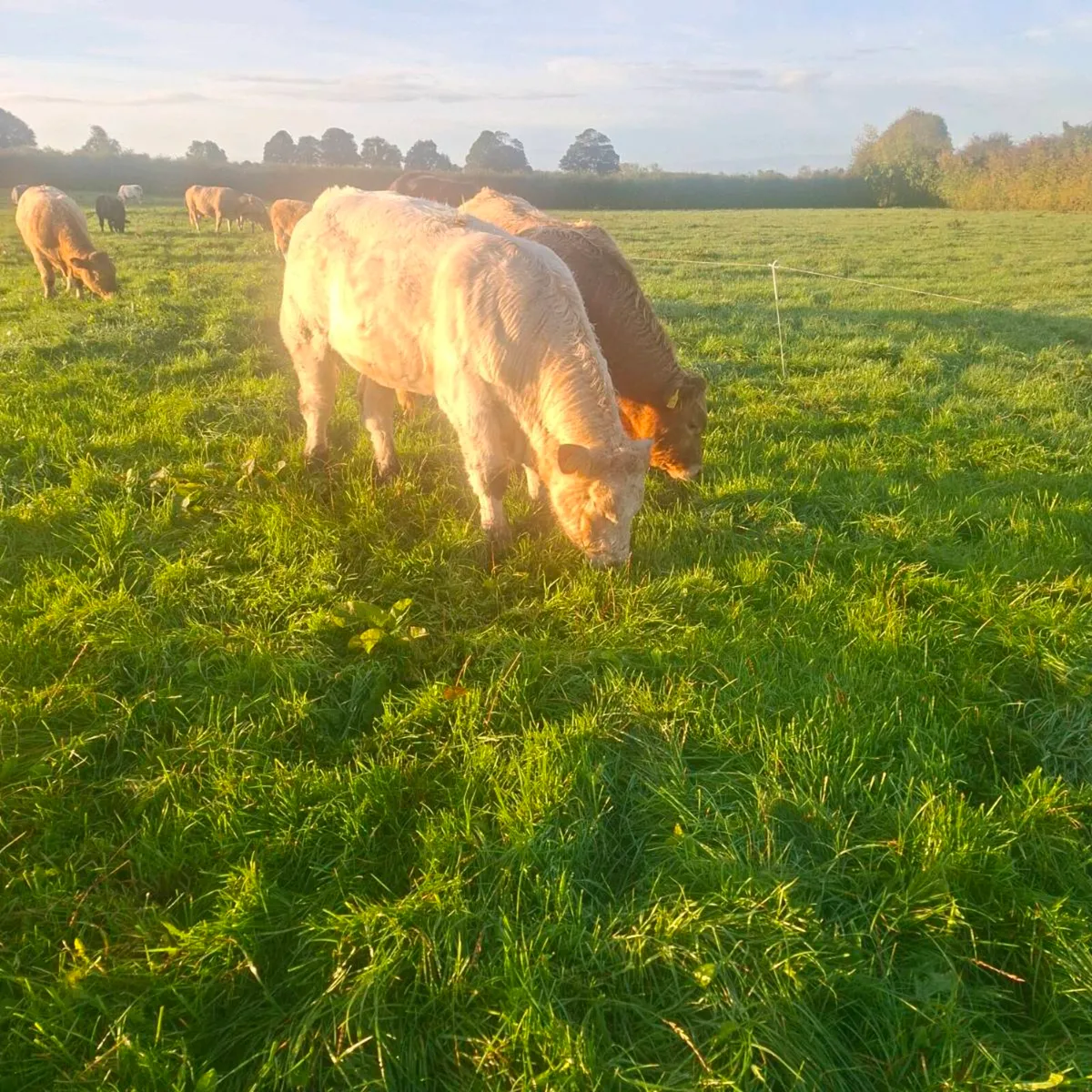 Weanlings - Image 3