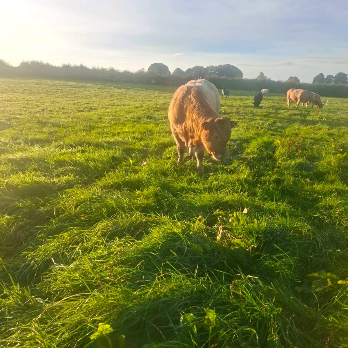 Weanlings - Image 4