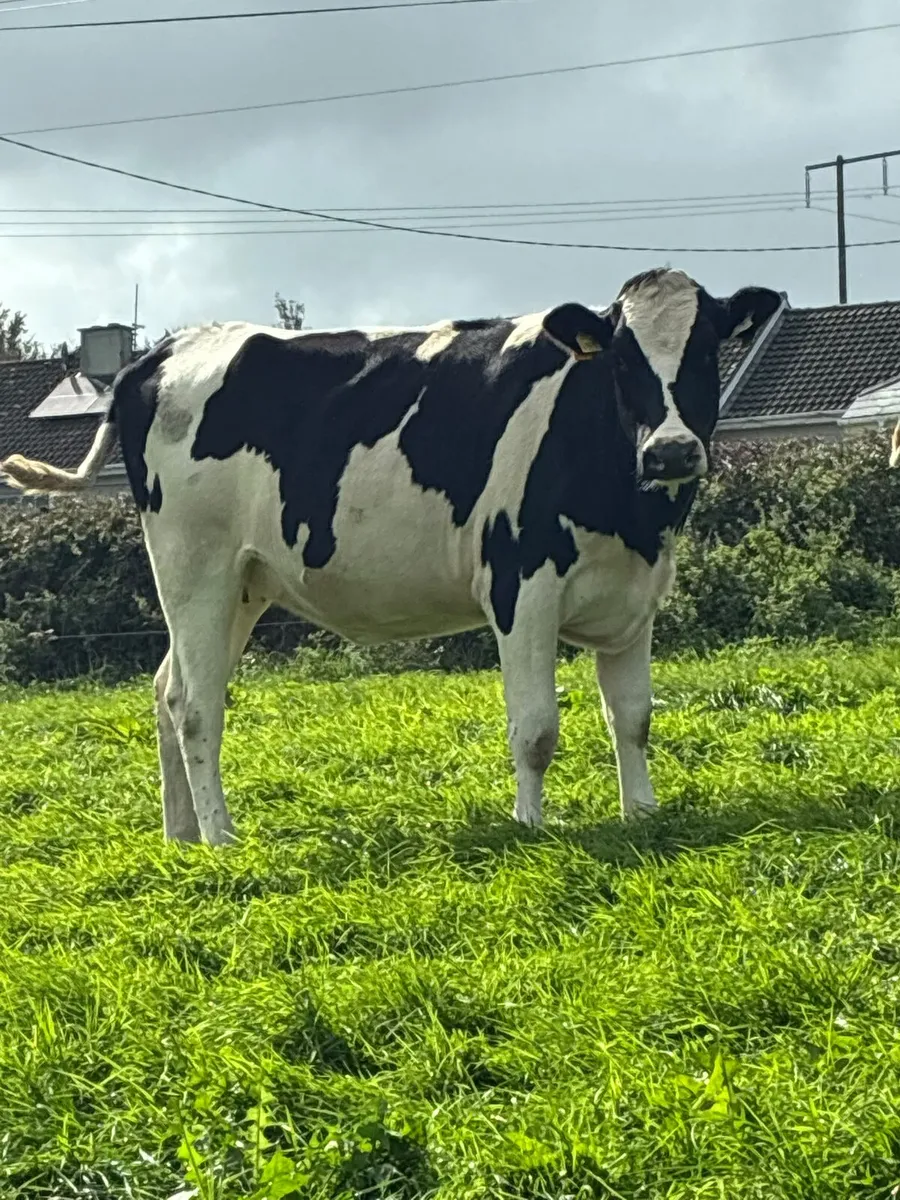 Macroom Mart incalf dairy heifer sales - Image 1