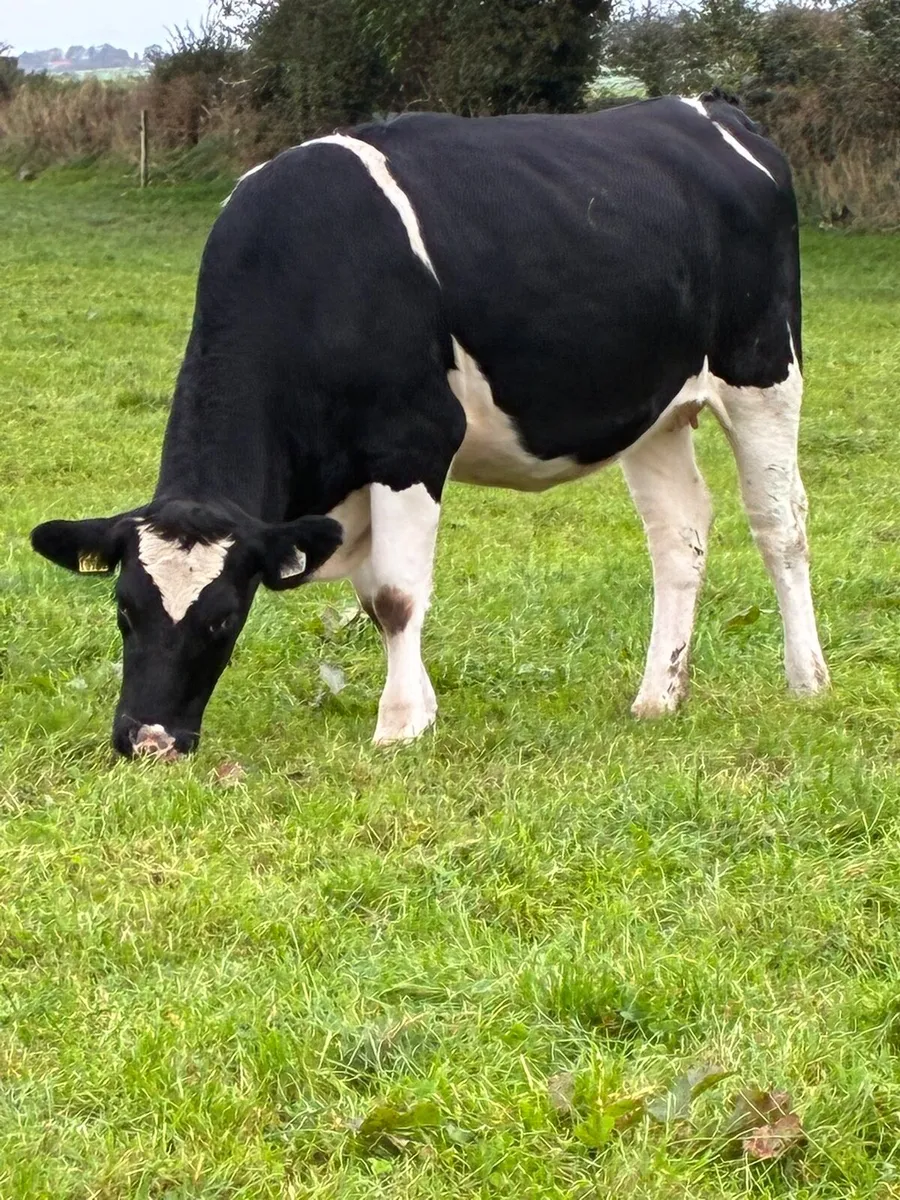 Macroom Mart incalf dairy heifer sales - Image 2