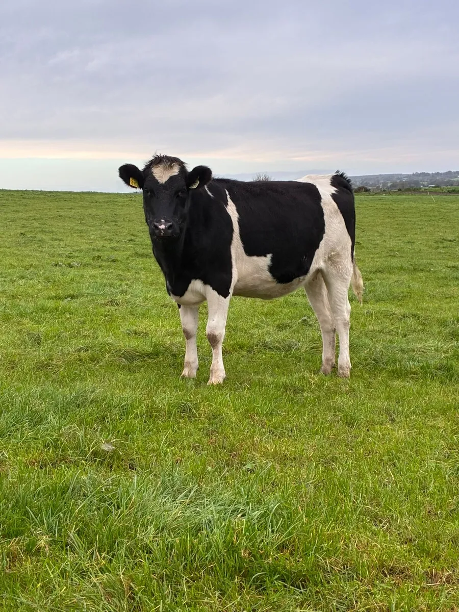 Macroom Mart incalf dairy heifer sales - Image 3