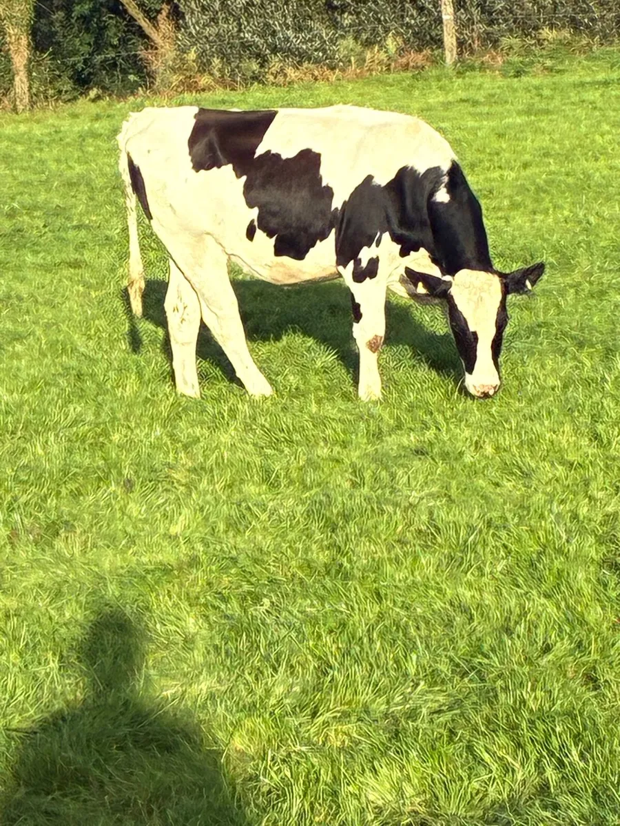 Macroom Mart incalf dairy heifer sales - Image 4