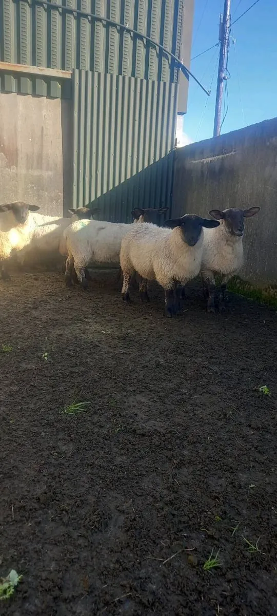 Ewe lambs - Image 2